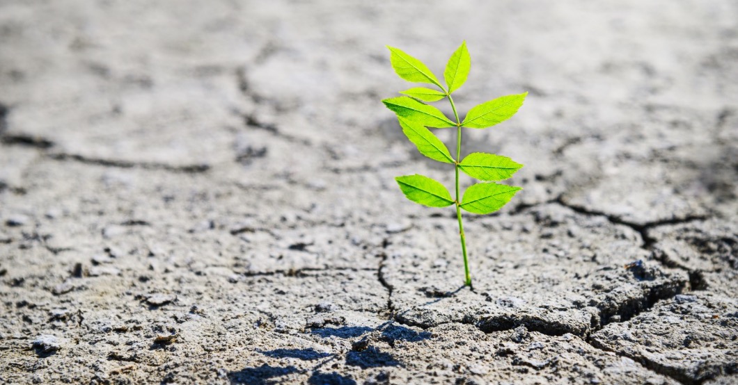 plant growing through cracked concrete corporate restructuring